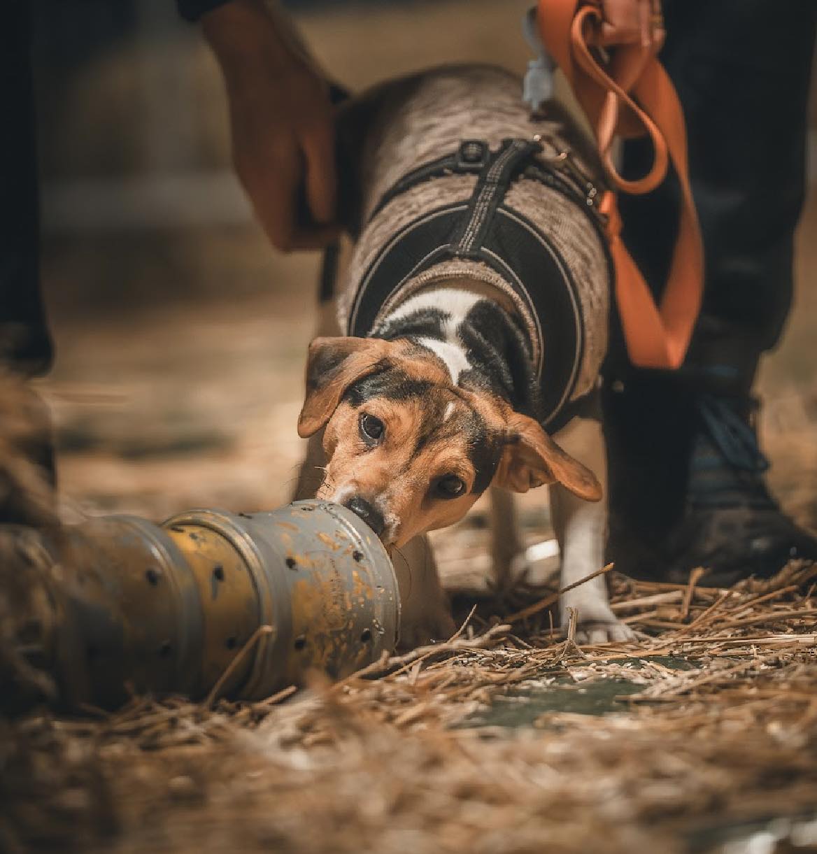 Hund som nosar på rörformad rat games-apparat