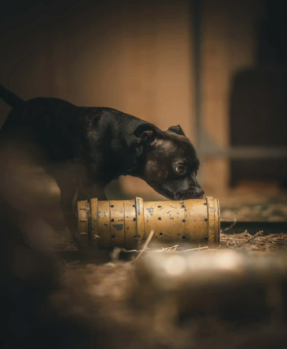 Hund som arbetar med en Rat Games-tunna